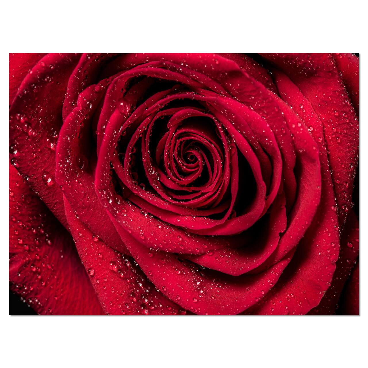 Designart - Red Rose Petals with Rain Droplets - Floral Art Canvas Print